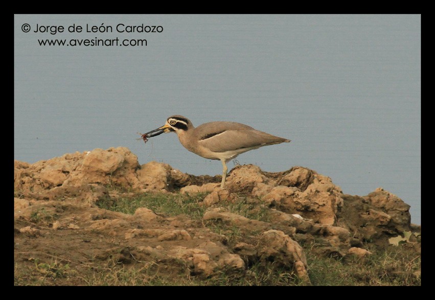 Great Thick-knee - ML139548981