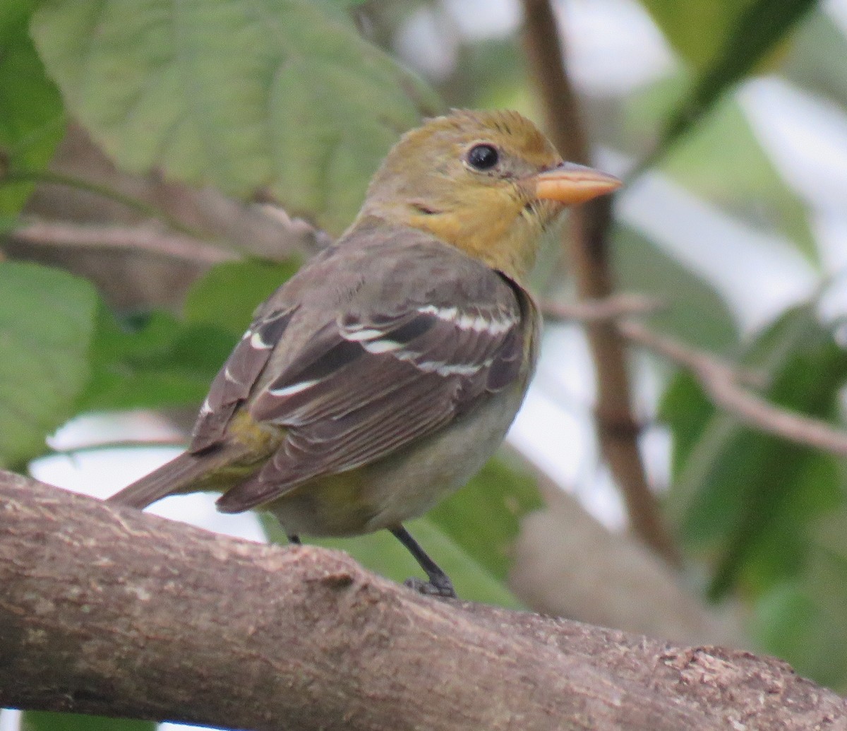 Western Tanager - ML139549531