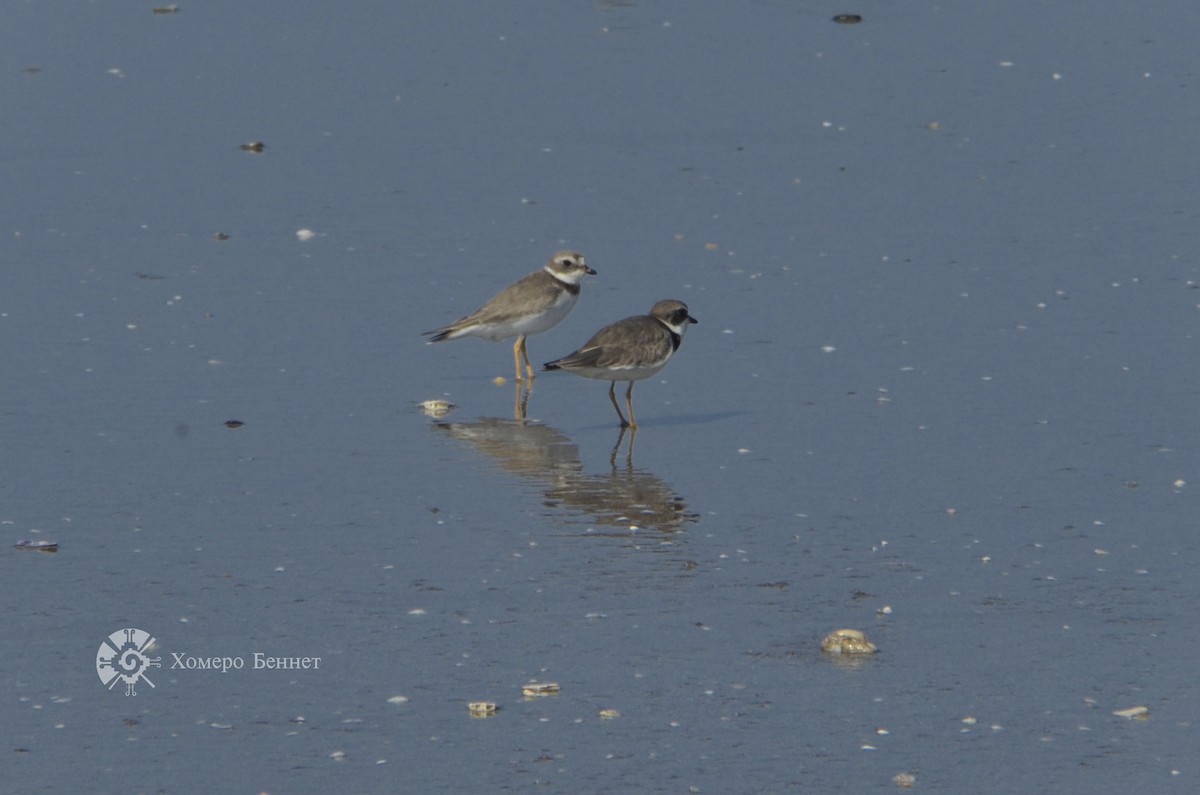 Semipalmated Plover - Bennet Homero