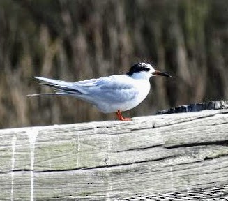 Forster's Tern - Patricia Dover-Bedwell