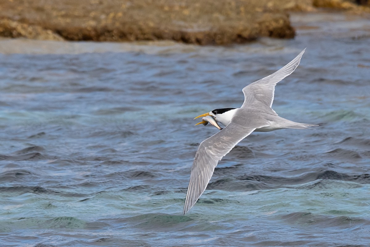 Great Crested Tern - ML139550591