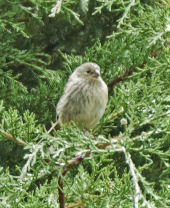Plain-colored Seedeater - Sue Riffe