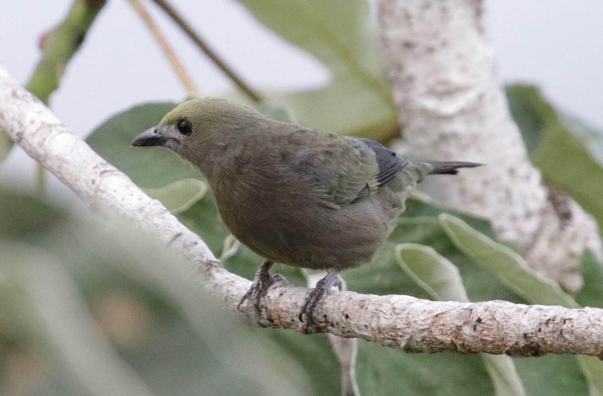 Palm Tanager - ML139552271