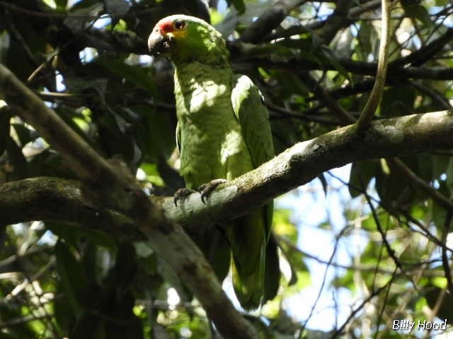 Red-lored Parrot (Red-lored) - ML139552961