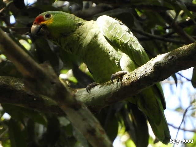 Red-lored Parrot (Red-lored) - ML139552991