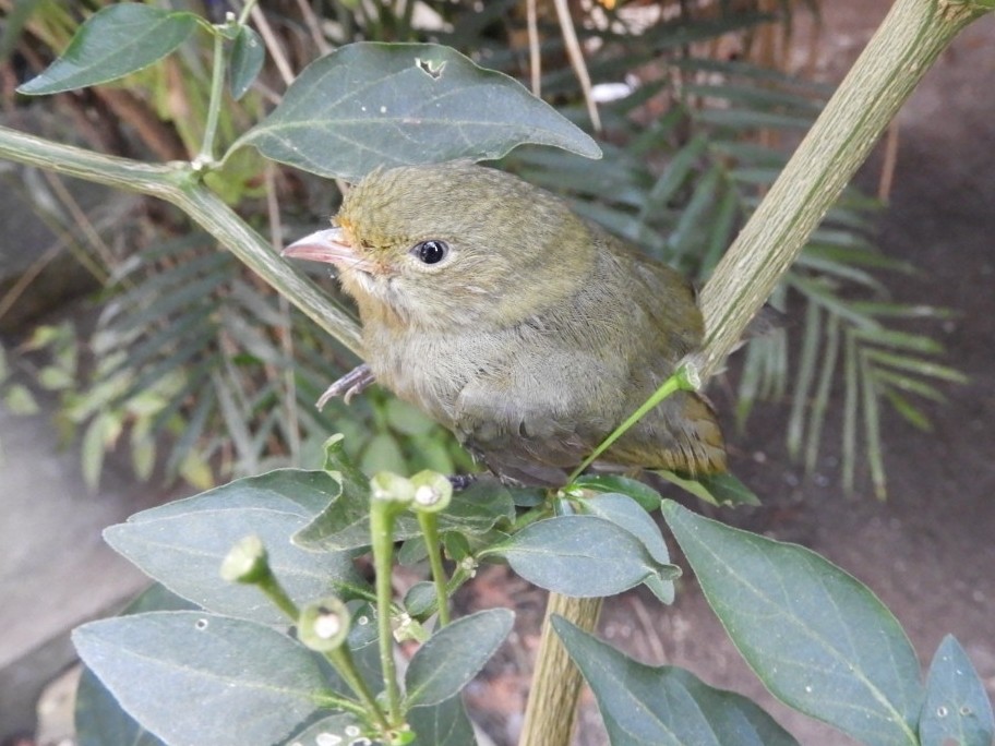 Red-capped Manakin - ML139554101