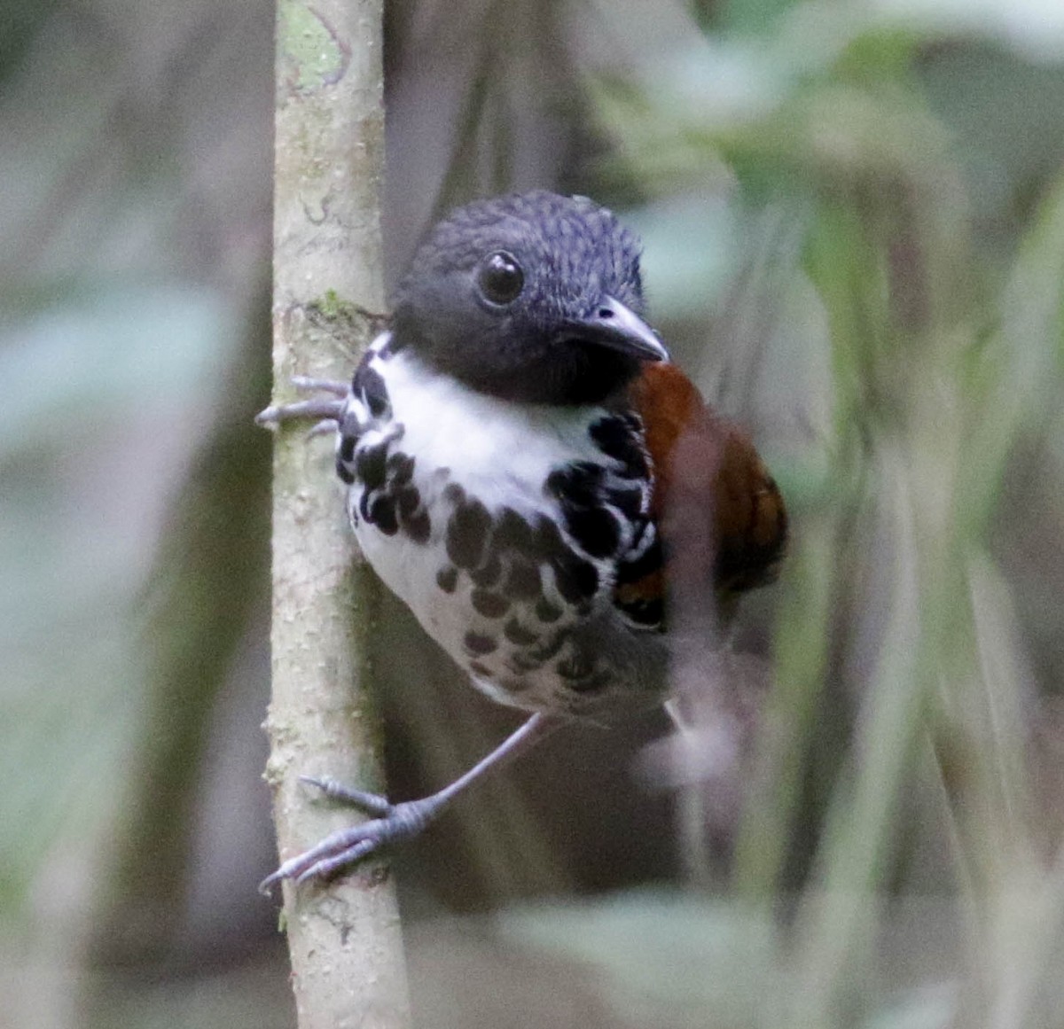 Spotted Antbird - ML139554941