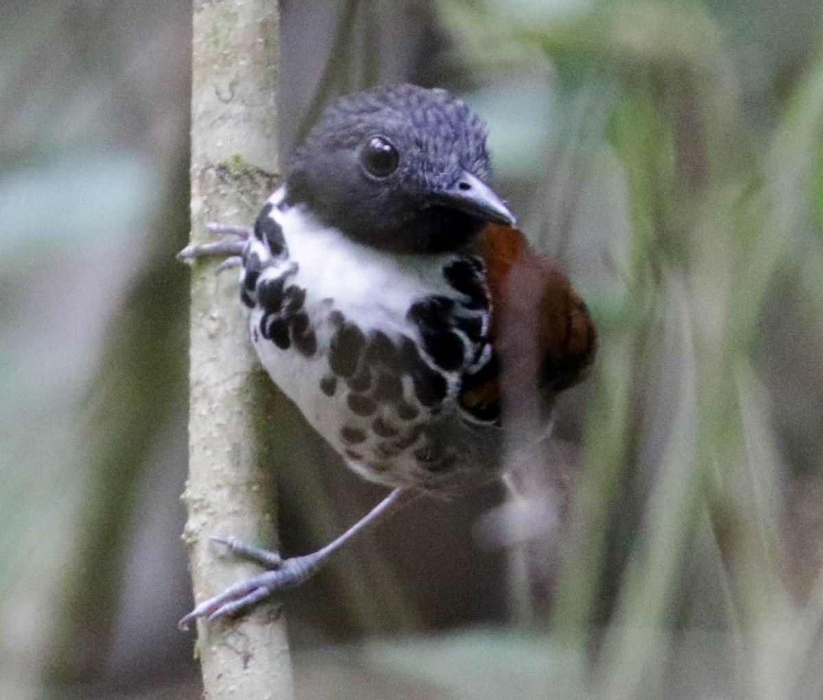 Spotted Antbird - ML139554971