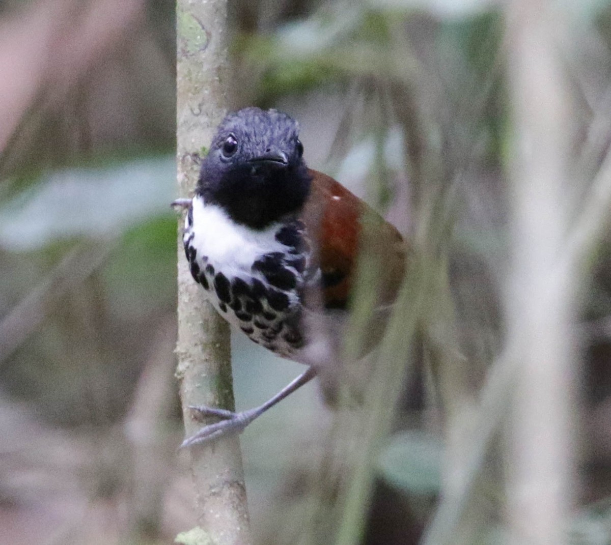 Spotted Antbird - ML139554991