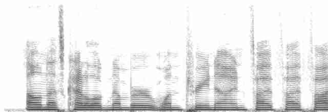 Дивоптах-шилодзьоб чорний - ML139555