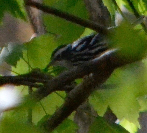 Black-and-white Warbler - ML139555561