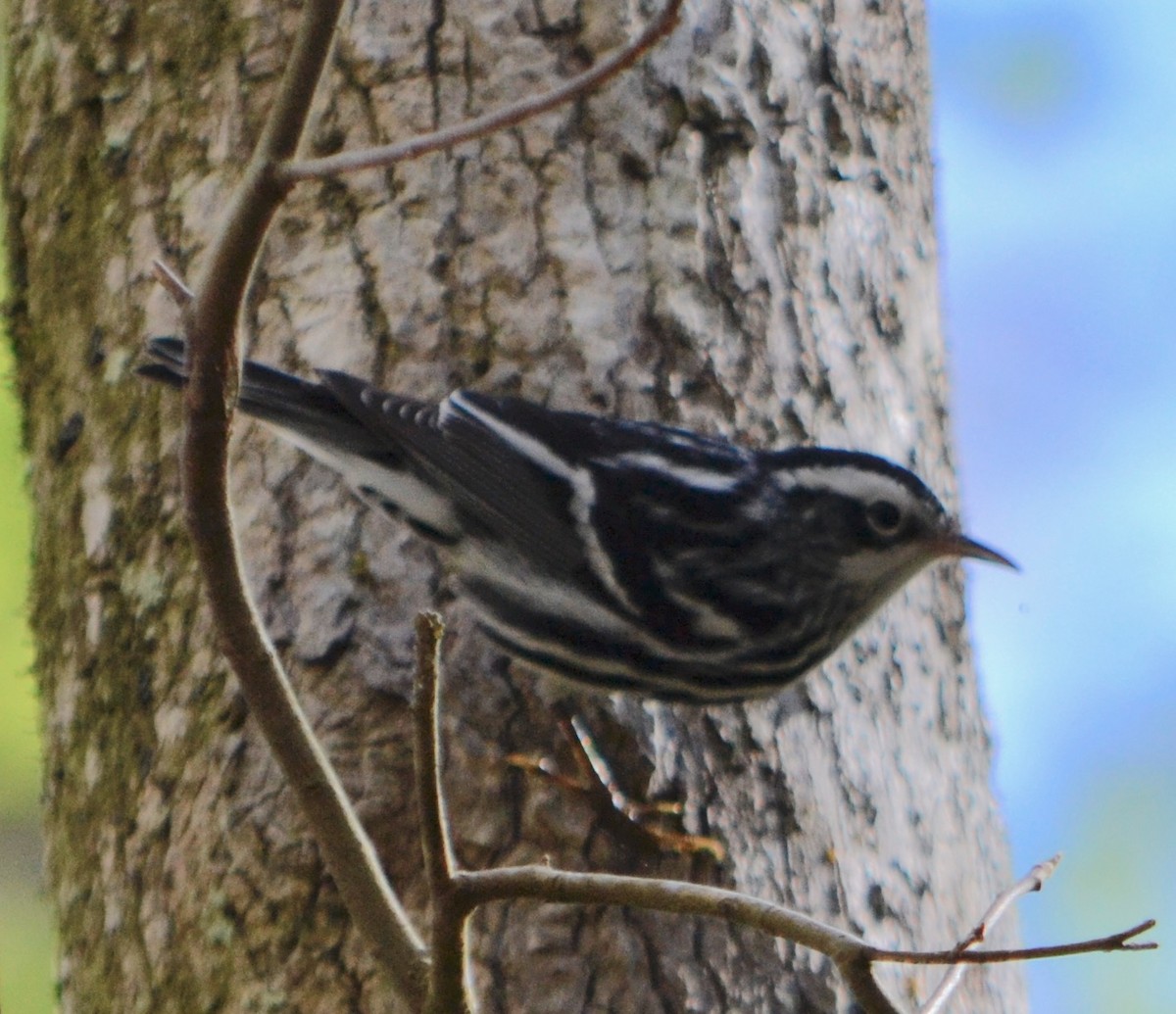 Black-and-white Warbler - ML139555601