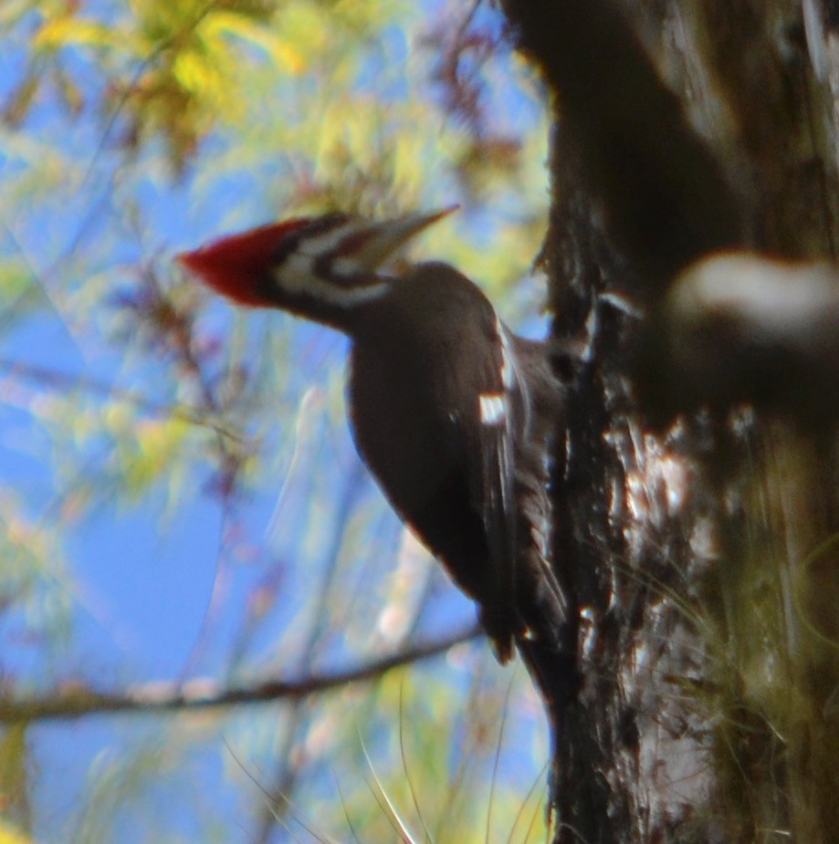 Pileated Woodpecker - ML139555681