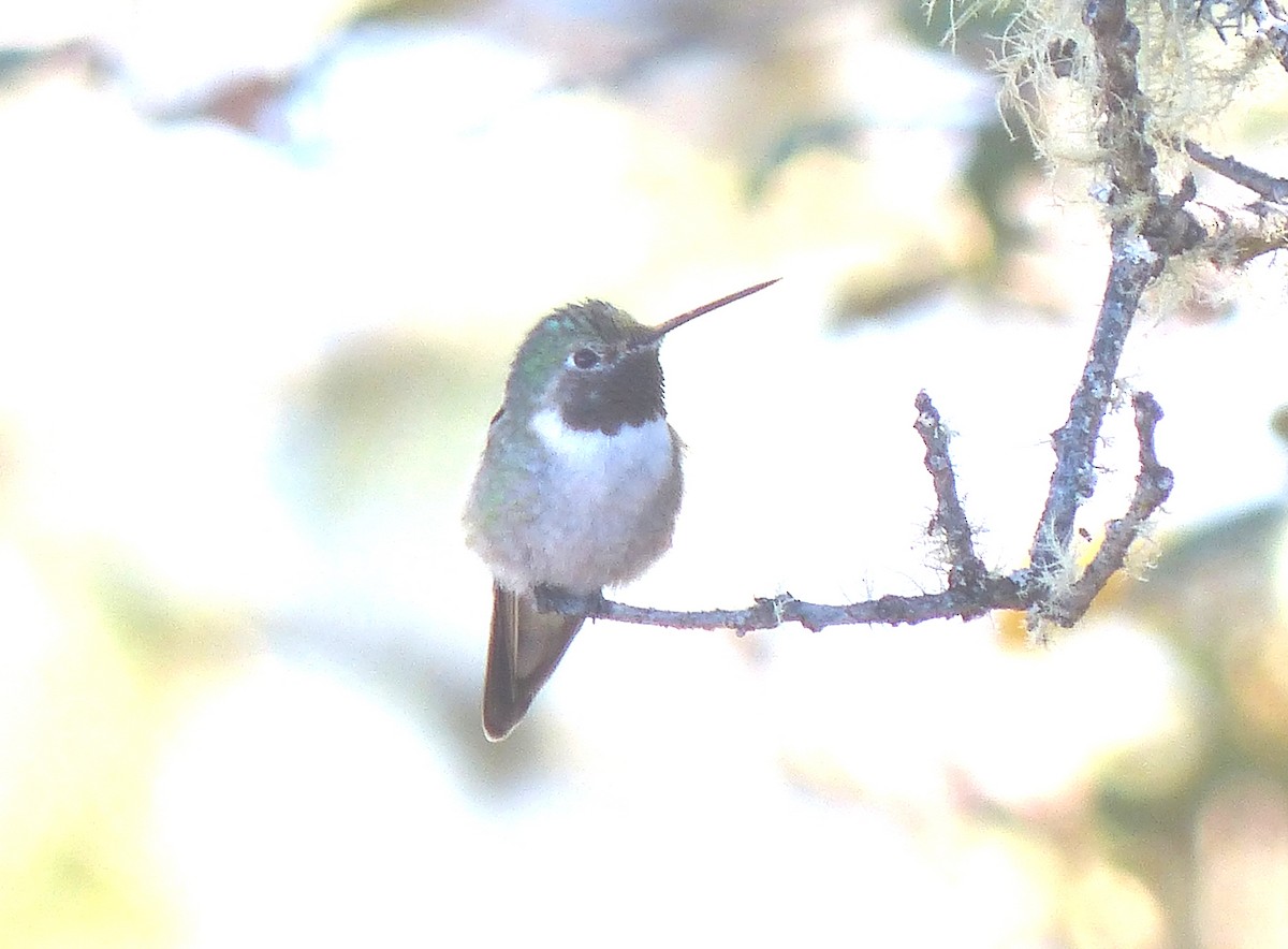 Broad-tailed Hummingbird - Aziza Cooper