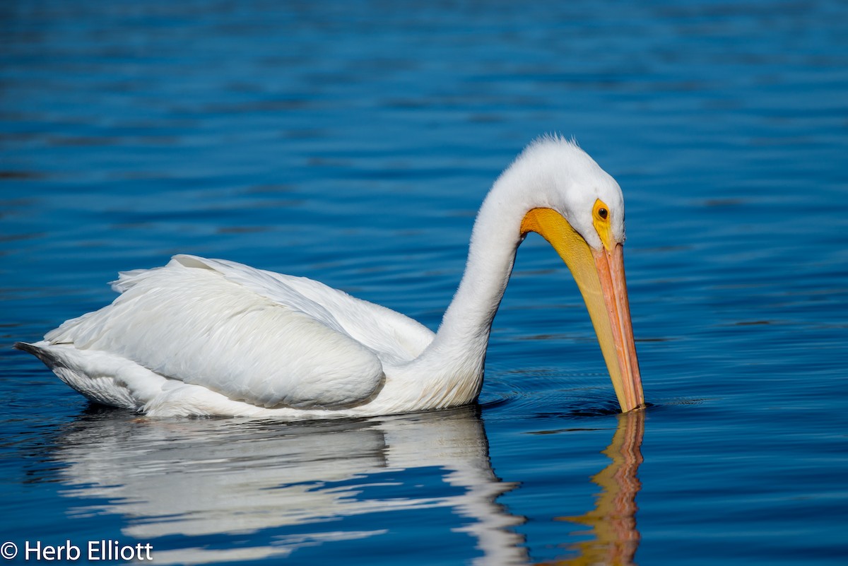 American White Pelican - Herb Elliott