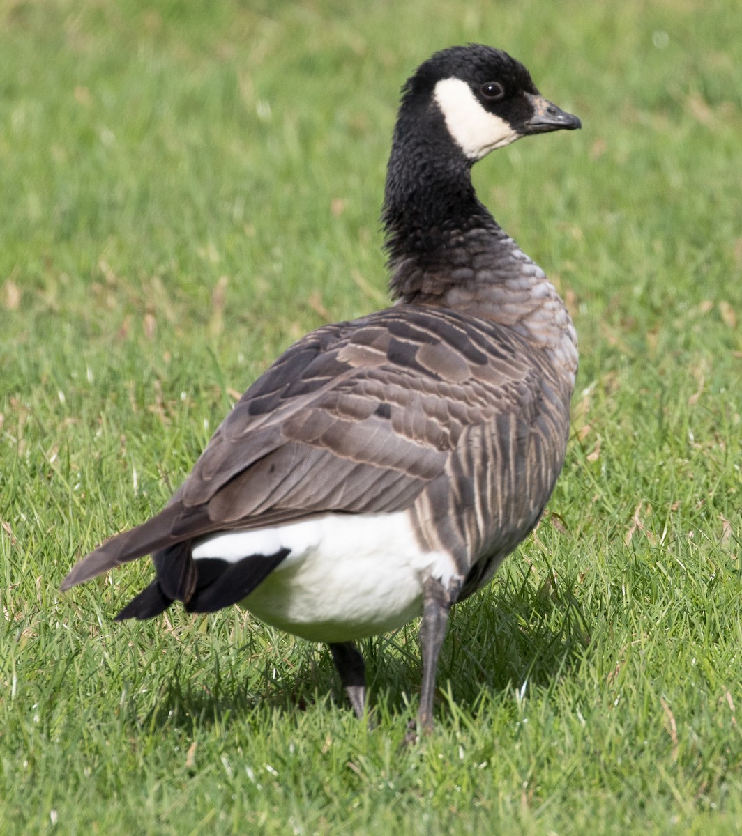 Cackling Goose (minima) - Sylvia Wright