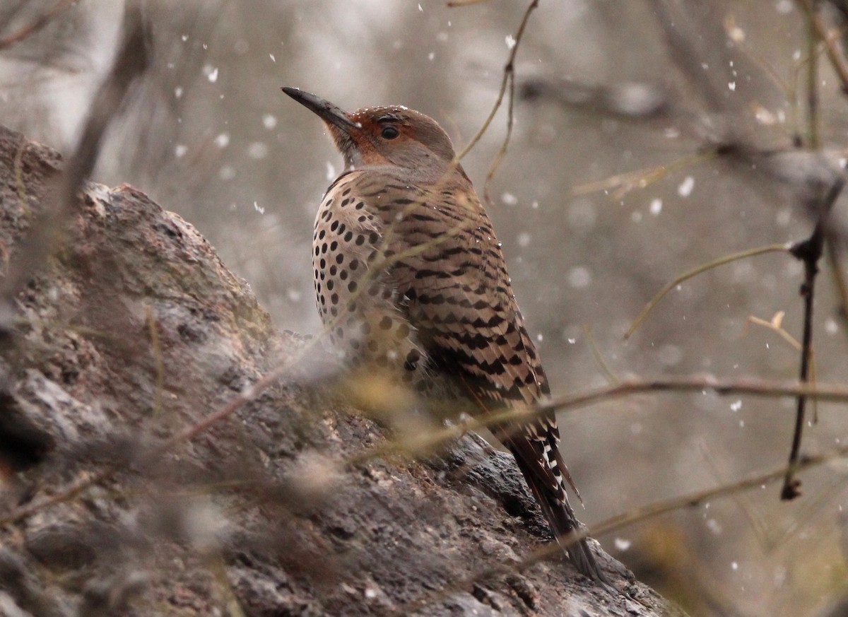 Northern Flicker (Red-shafted) - ML139561081