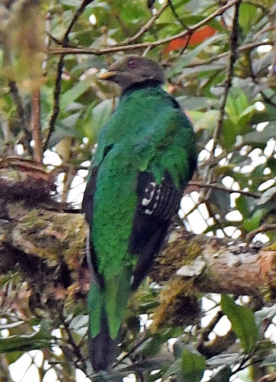Crested Quetzal - Charles Hundertmark