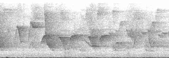 Дивоптах-шилодзьоб чорний - ML139562