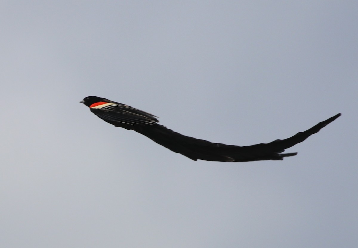 Long-tailed Widowbird - Jason Fidorra