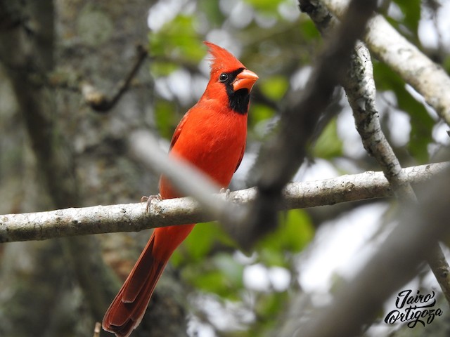 Male (presumably subspecies <em>coccineus</em>). - Northern Cardinal - 
