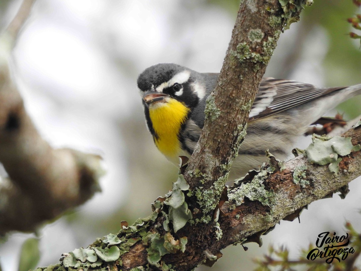 Yellow-throated Warbler - Jairo Ortigoza del Angel