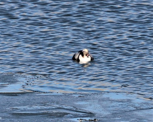 Long-tailed Duck - ML139565961