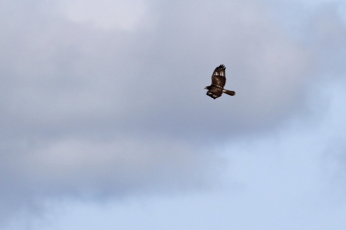 Red-tailed Hawk (Harlan's) - ML139566761