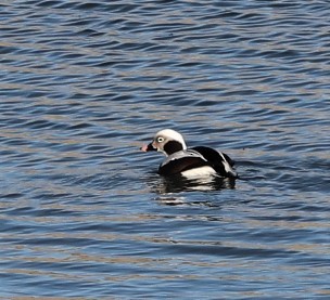 Long-tailed Duck - ML139567251
