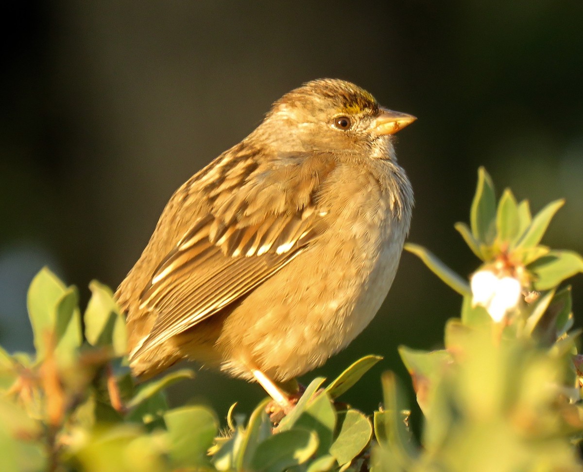 Golden-crowned Sparrow - ML139568671