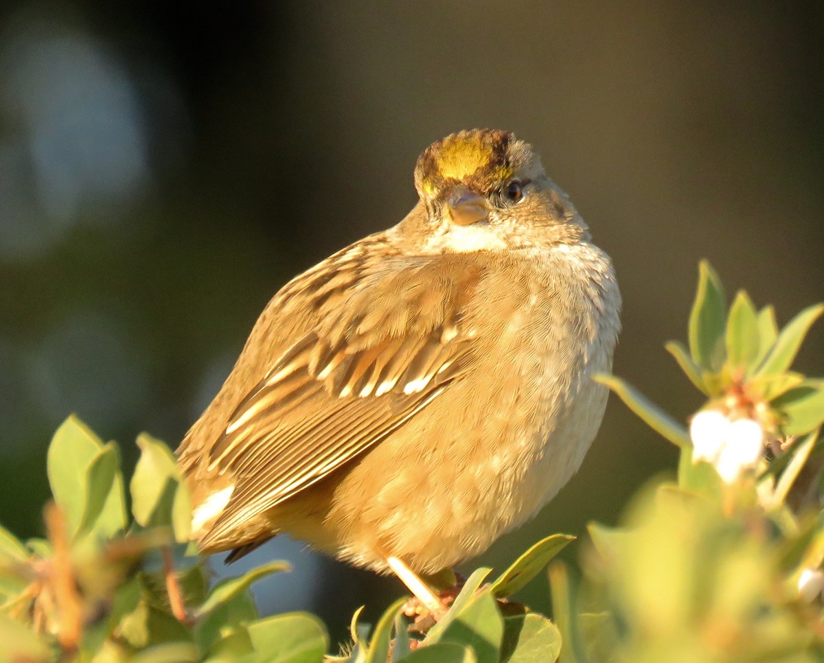 Golden-crowned Sparrow - ML139568681