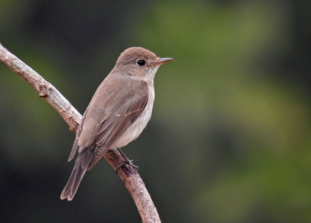 Red-breasted Flycatcher - ML139569861