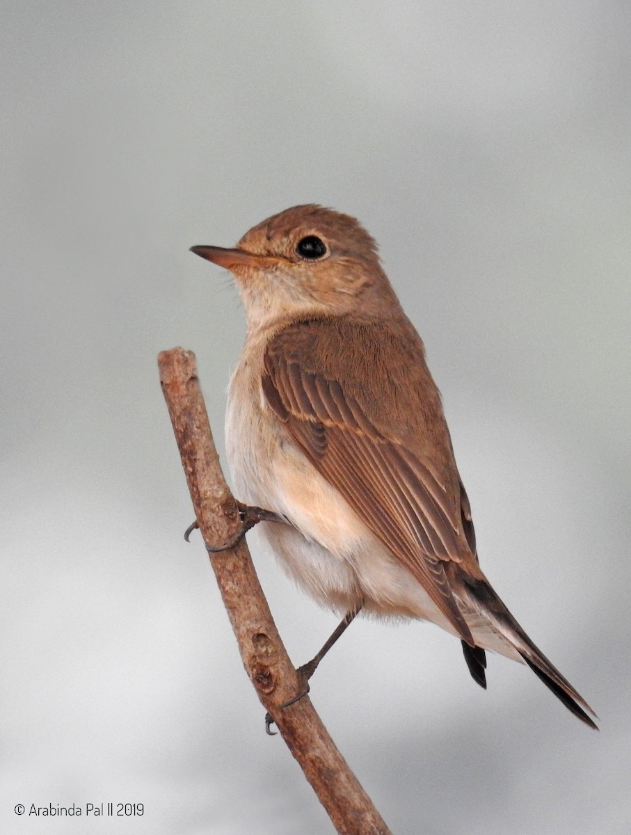 Red-breasted Flycatcher - ML139569871