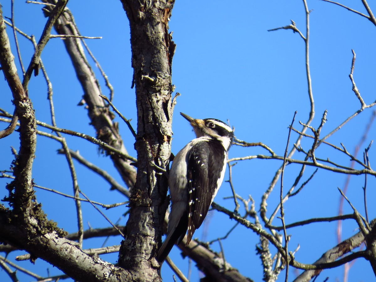 Hairy Woodpecker - ML139570471