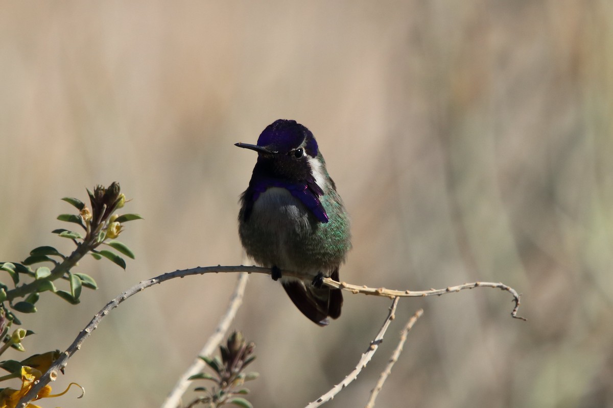 Costa's Hummingbird - ML139571741