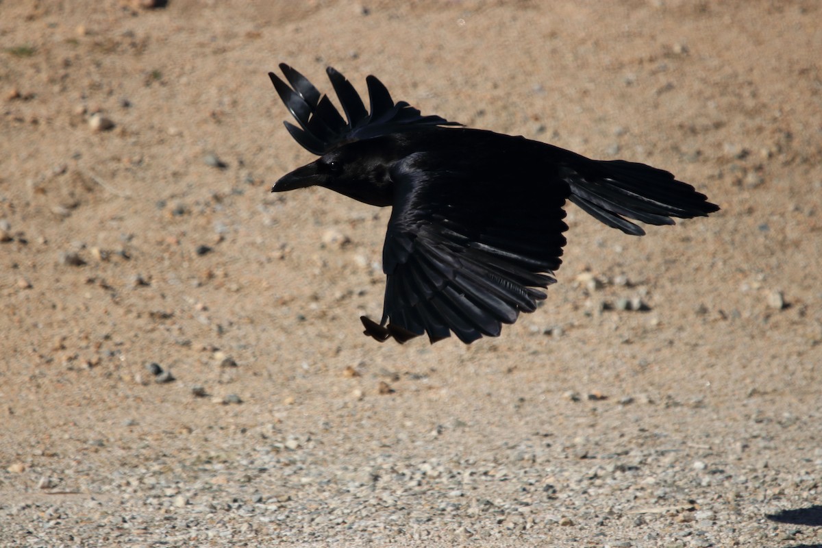 Common Raven - ML139573011