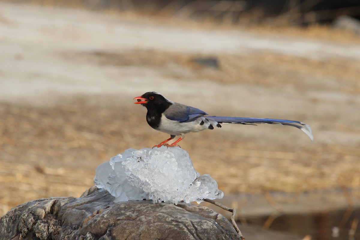 Red-billed Blue-Magpie - Kevin Cheng