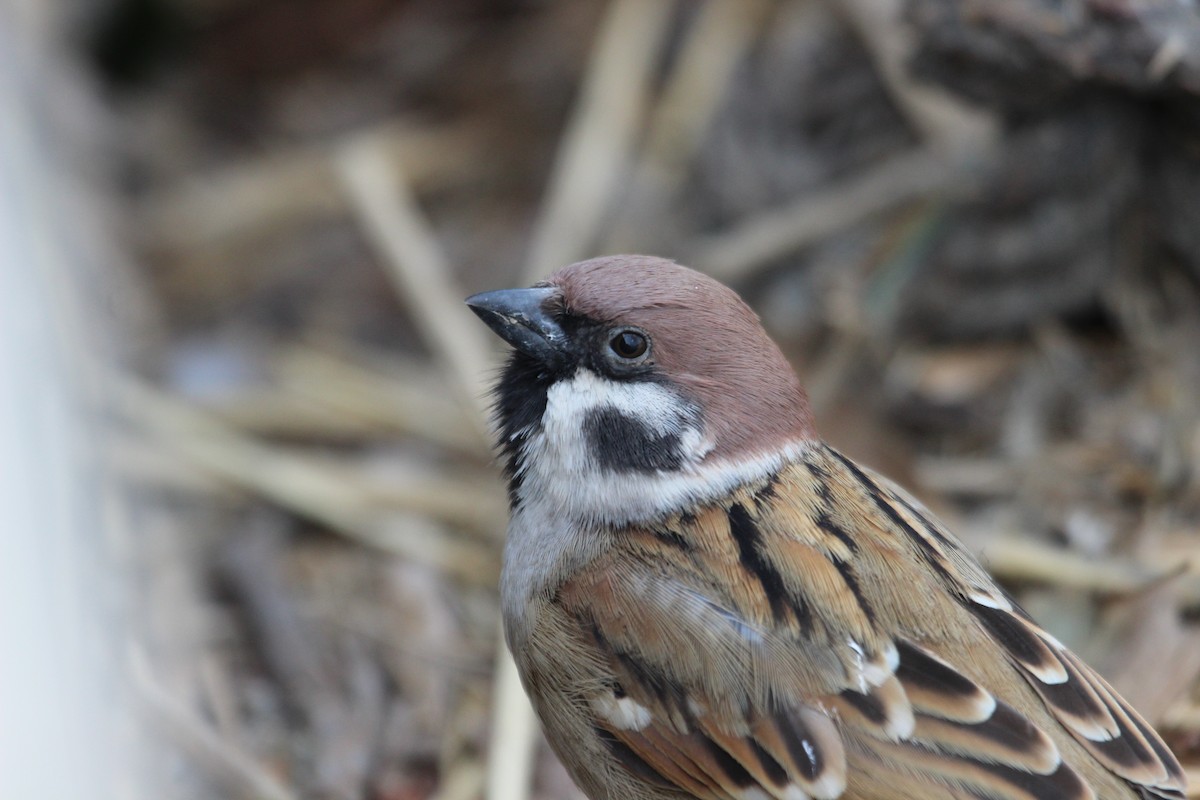 Eurasian Tree Sparrow - Kevin Cheng