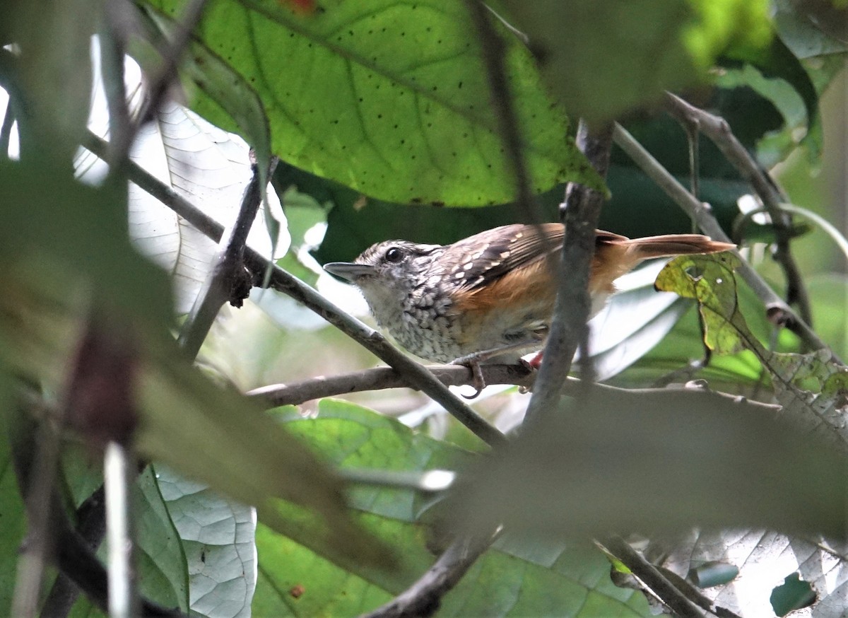 Peruvian Warbling-Antbird - ML139574821