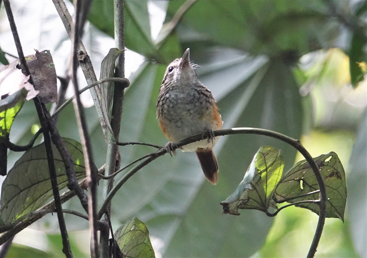 Peruvian Warbling-Antbird - ML139574861
