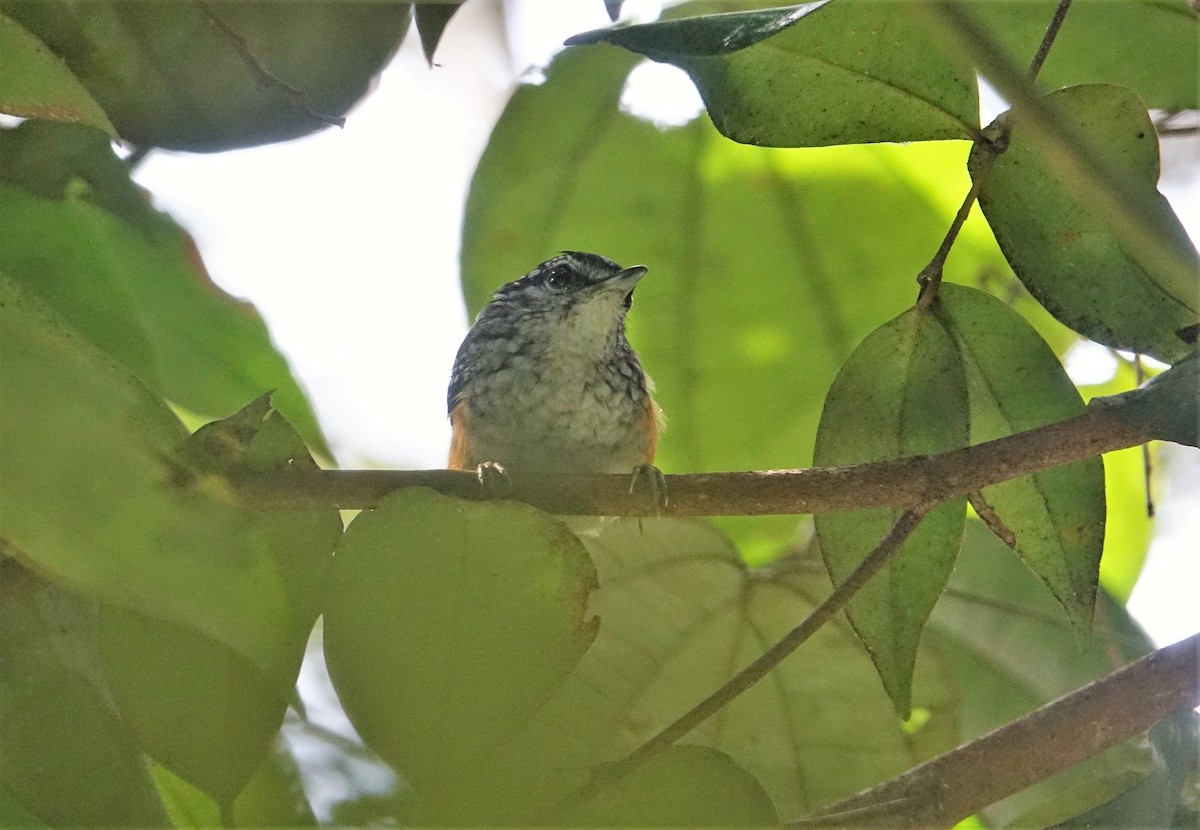 Peruvian Warbling-Antbird - ML139574871