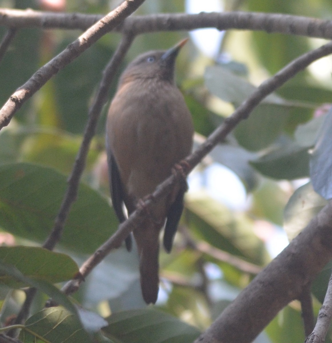 Chestnut-tailed Starling - ML139576301
