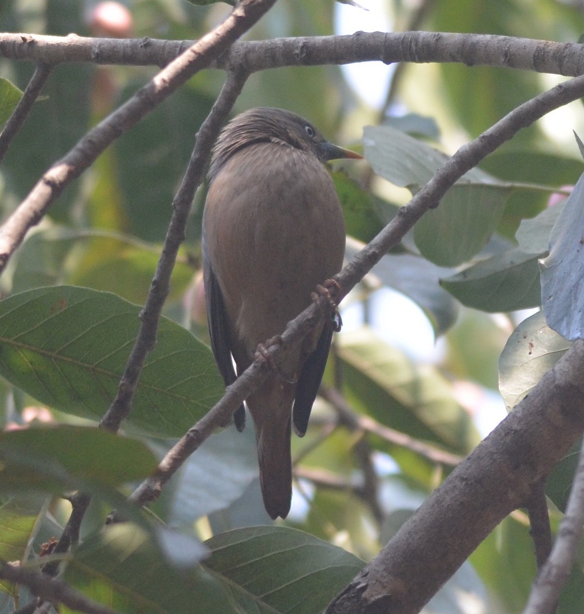 Chestnut-tailed Starling - ML139576311