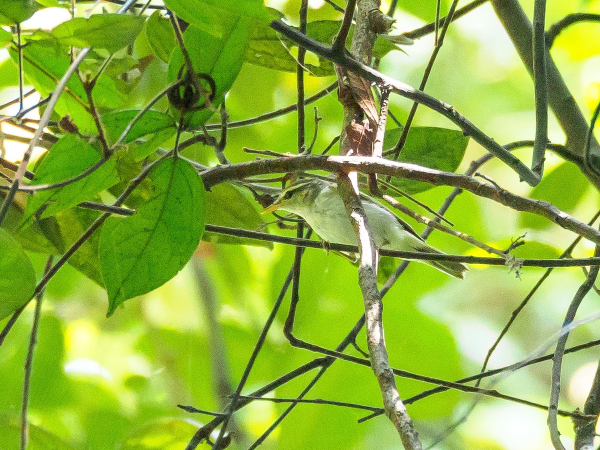 Eastern Crowned Warbler - Karyne Wee