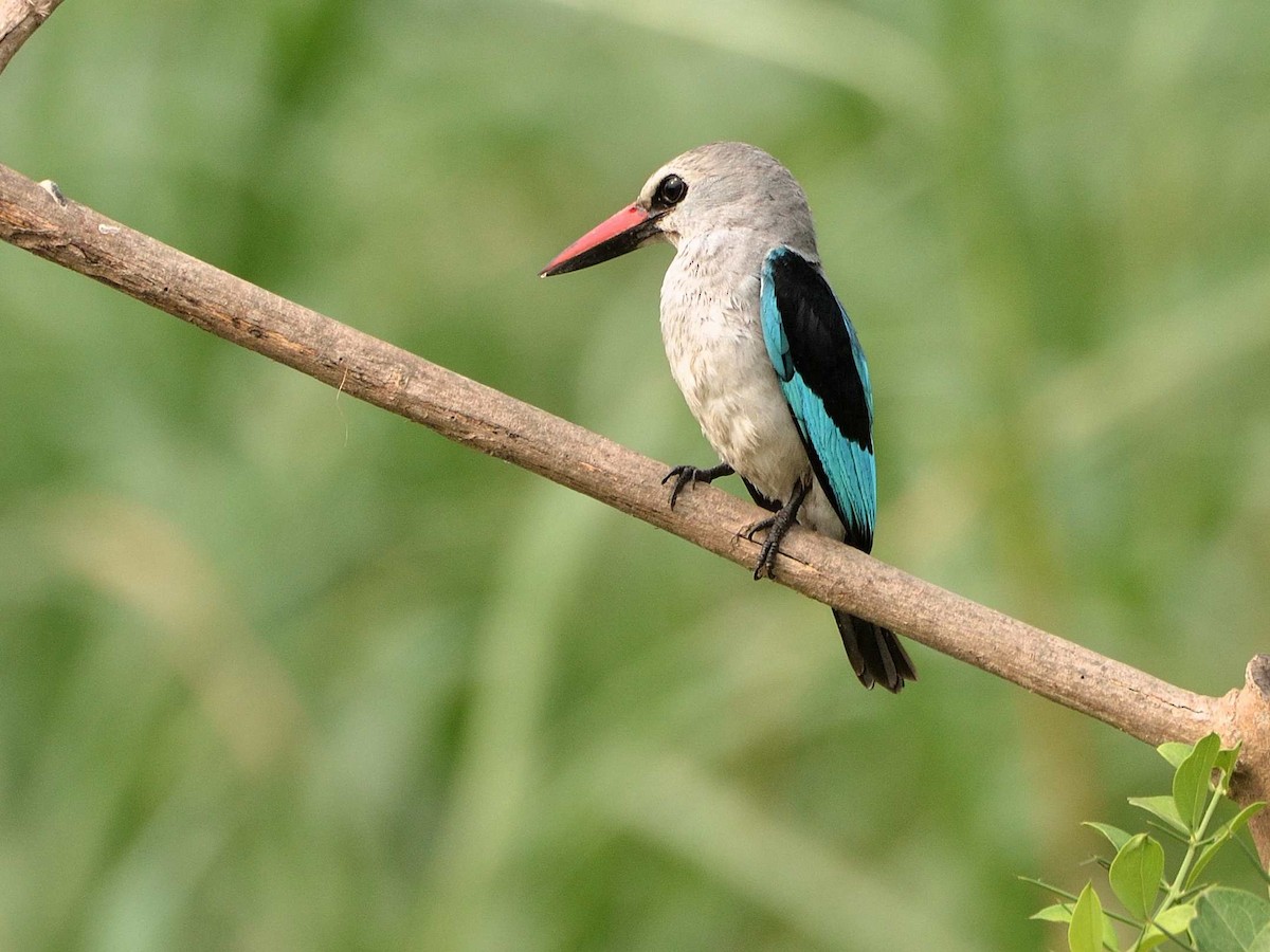 Woodland Kingfisher - ANDRÉS SERRANO LAVADO