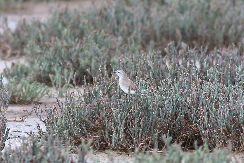 White-fronted Chat - ML139579891