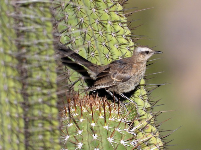 Juvenile Chilean Mockingbird. - Chilean Mockingbird - 