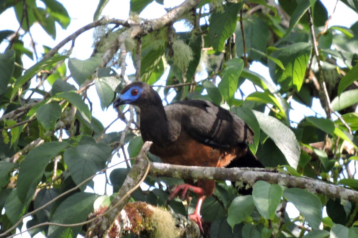 Sickle-winged Guan - ML139580951