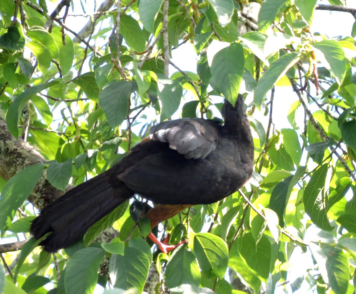 Sickle-winged Guan - ML139580961