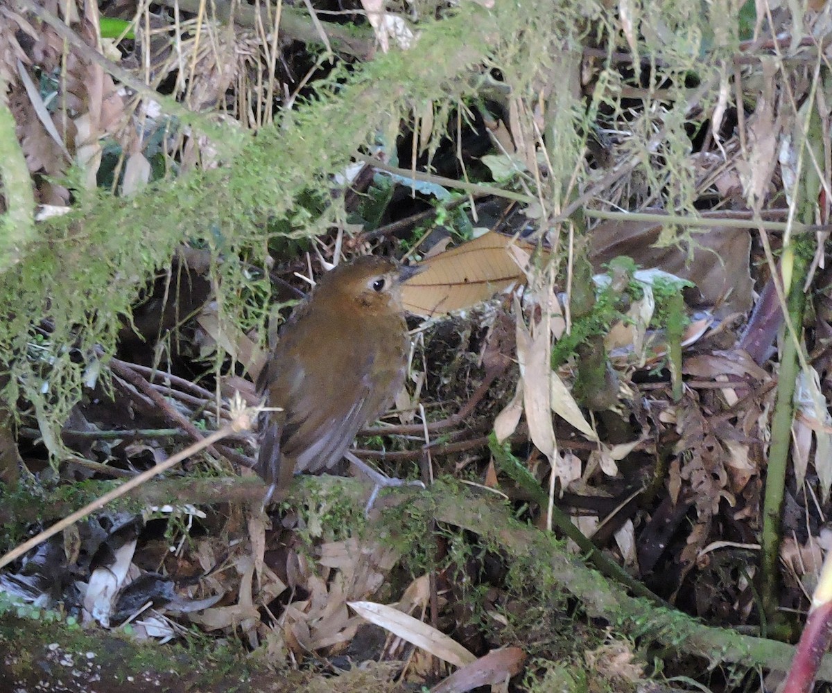 Brown-banded Antpitta - ML139581031